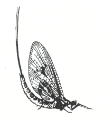 Logo VVC de Meivlieg